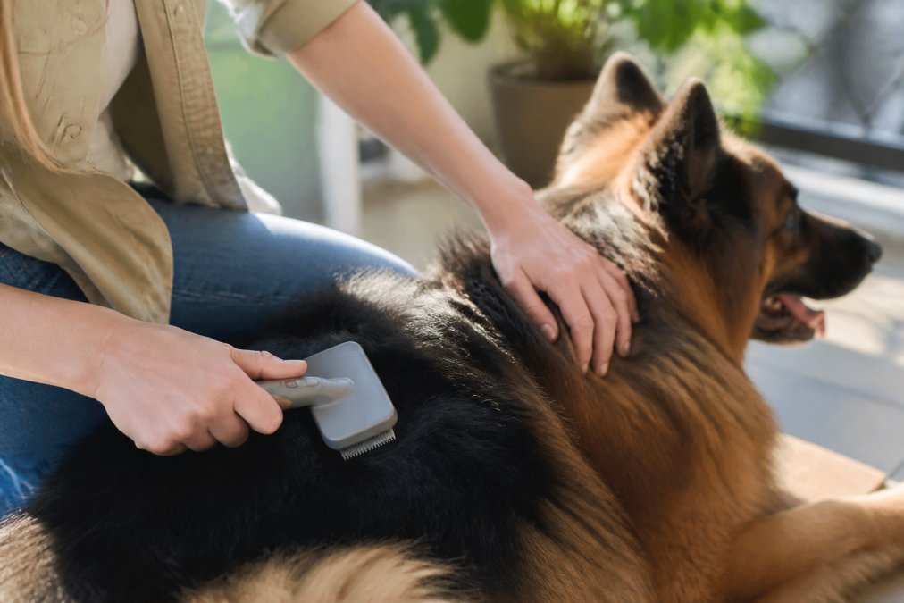 Best Deshedding Tool for Thick Coats: 2026 Review