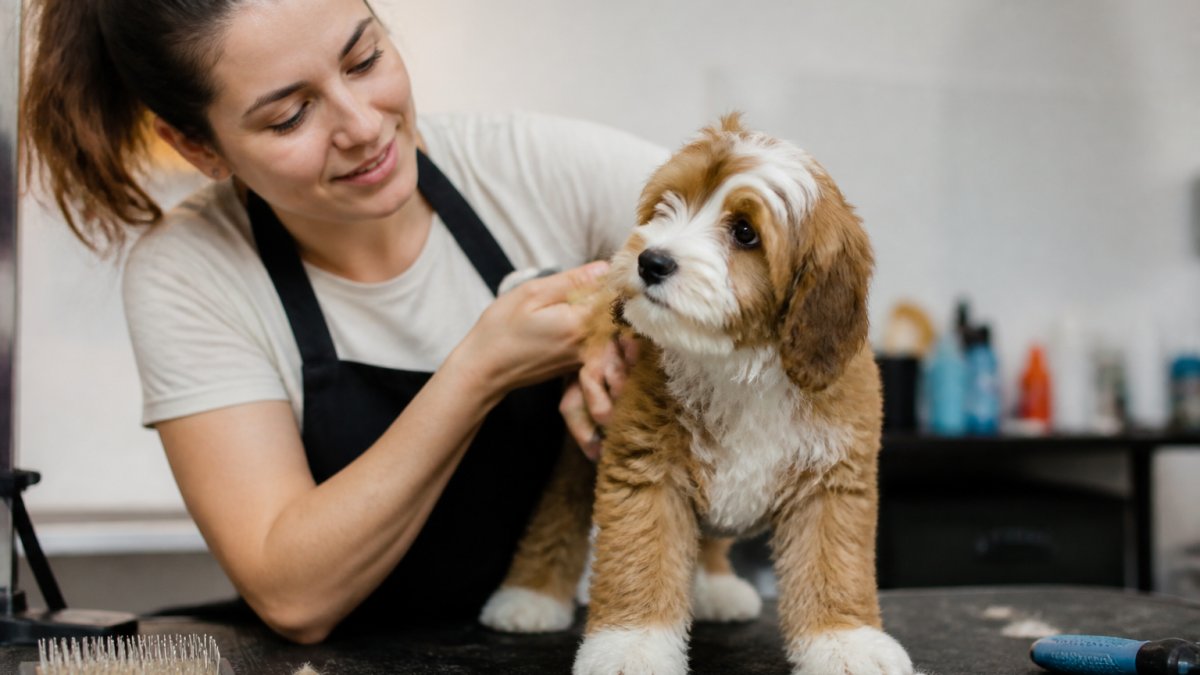 How to Groom a Puppy That Won't Stay Still