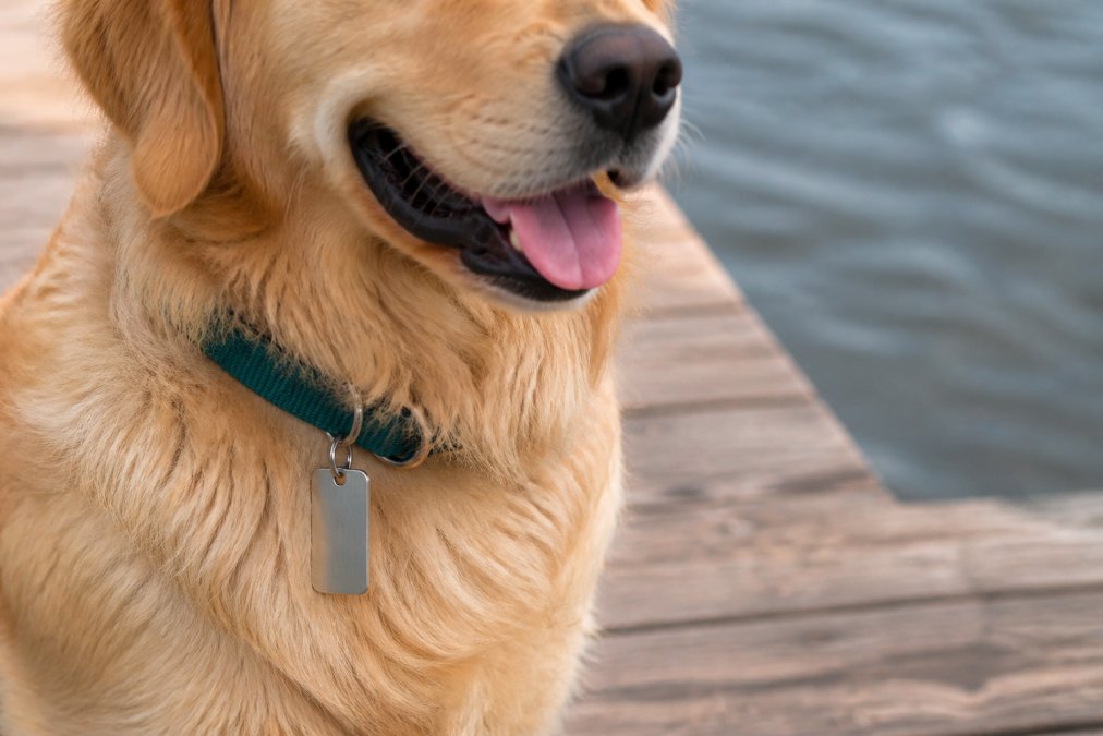 Slide On Dog Tags: The 2026 Buyer's Review
