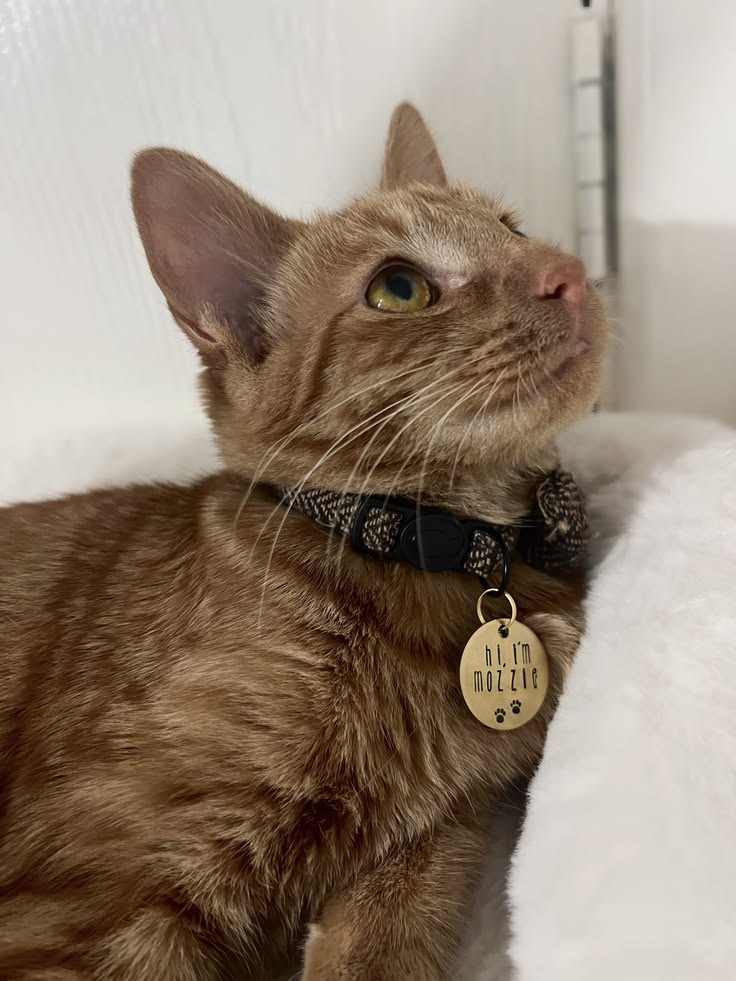 Personalized Pet Tags